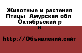 Животные и растения Птицы. Амурская обл.,Октябрьский р-н